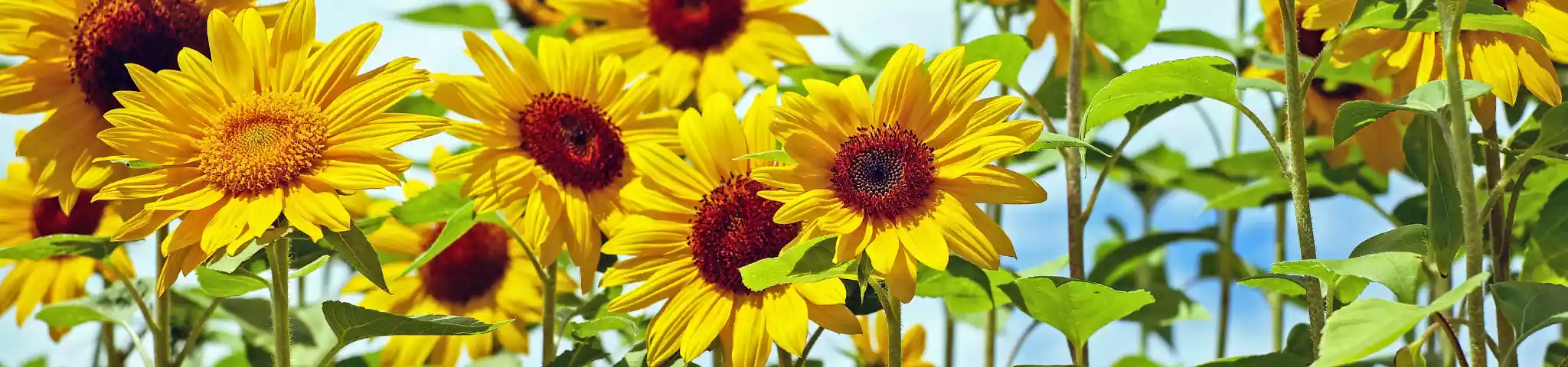 Sunflowers (ಸೂರ್ಯಕಾಂತಿ)