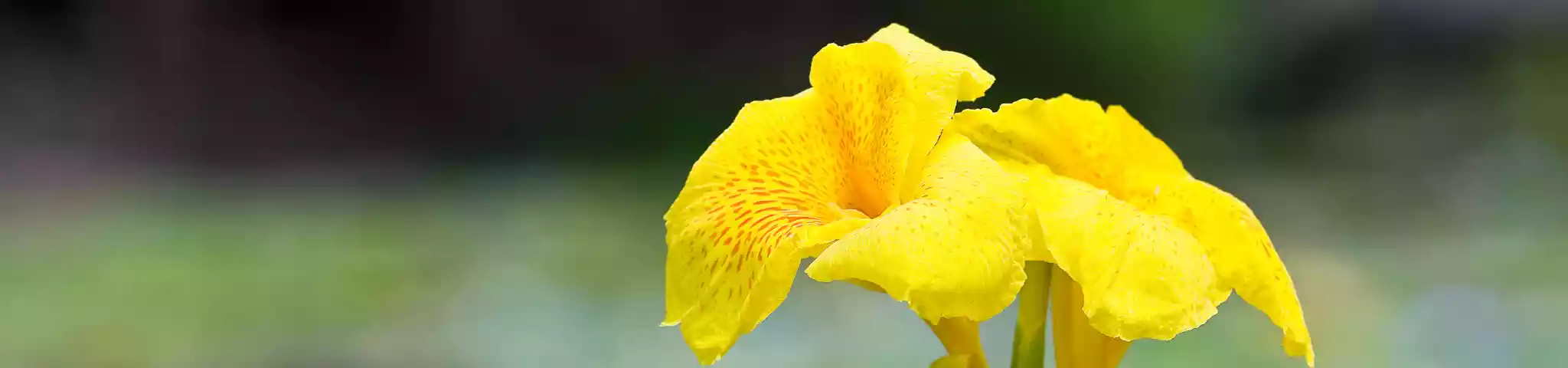 Water Canna Flowers