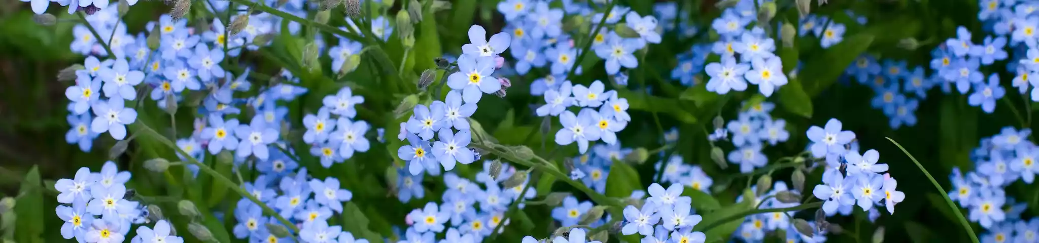 Water Forget-Me-Not Flowers