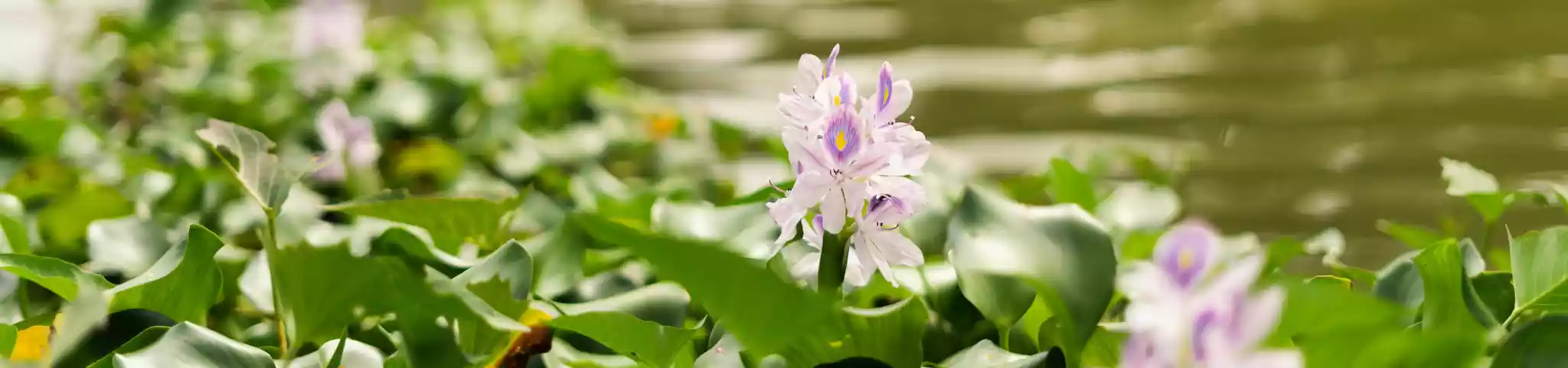 Water Hyacinth Flowers