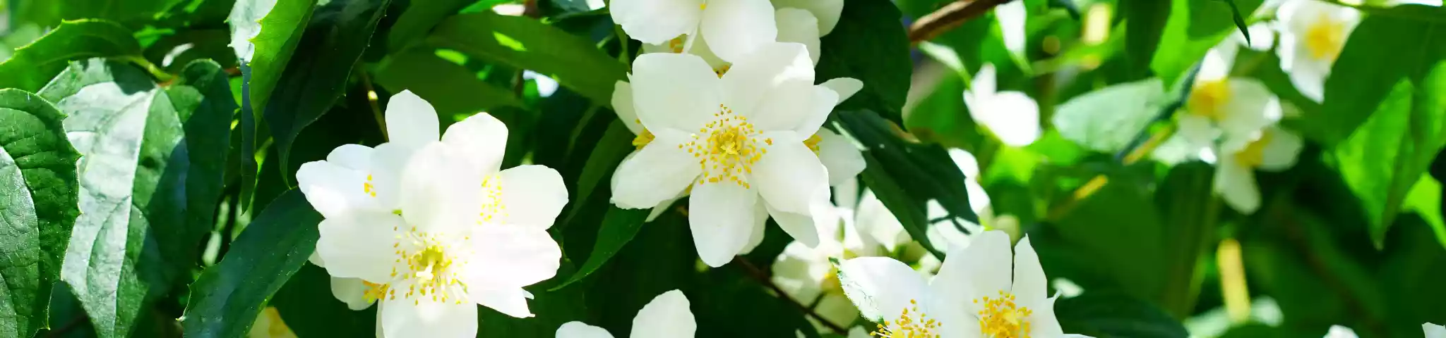 Water Jasmine Flowers