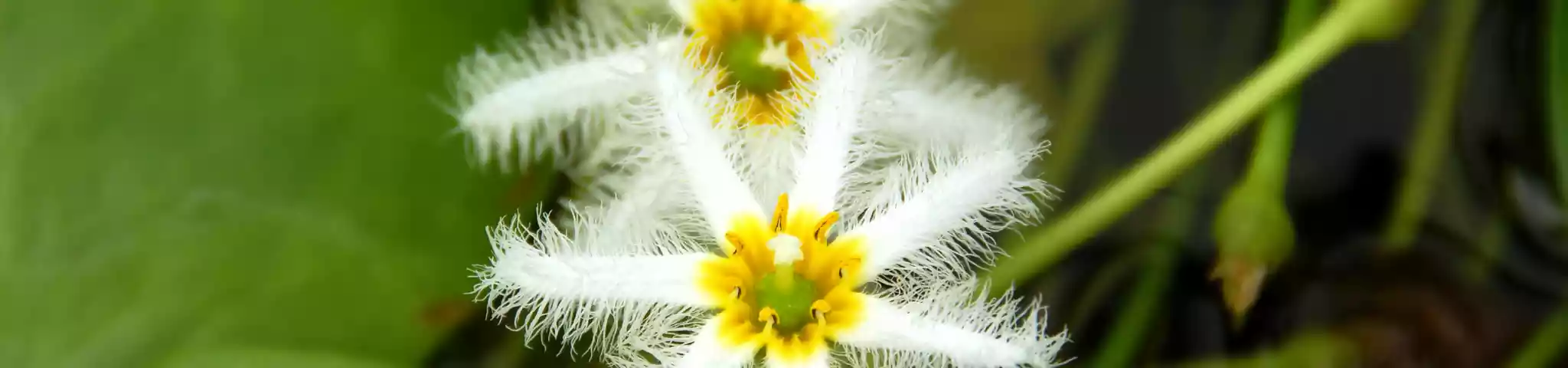 Water Snowflake Flowers