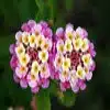 Common Lantana Flower
