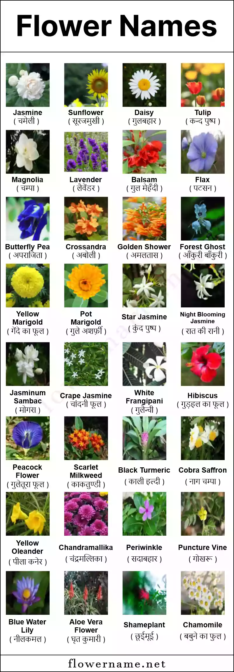 Flower Infographic which contains 32 different flowers.