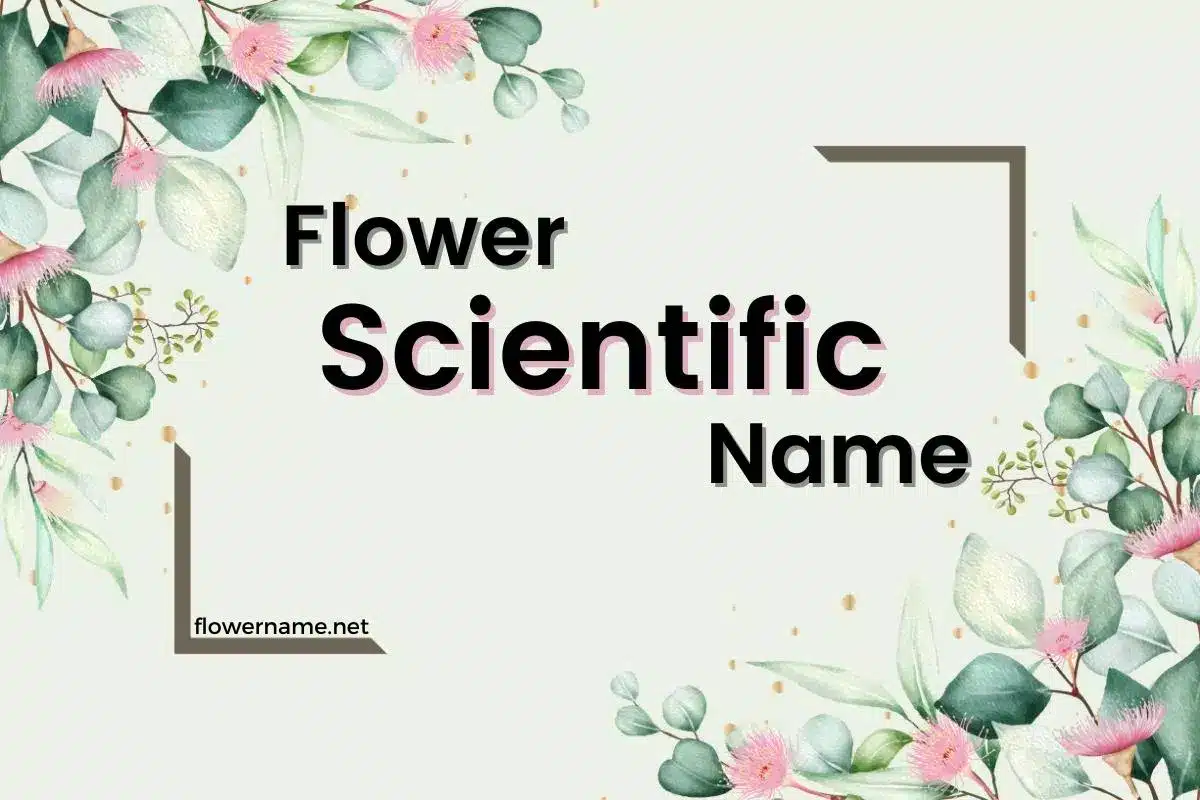 Flower Scientific Name Banner