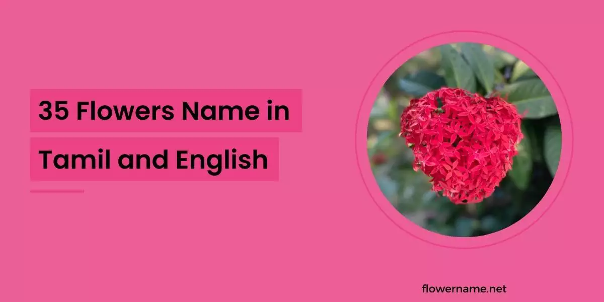 Flowers Name in Tamil and English