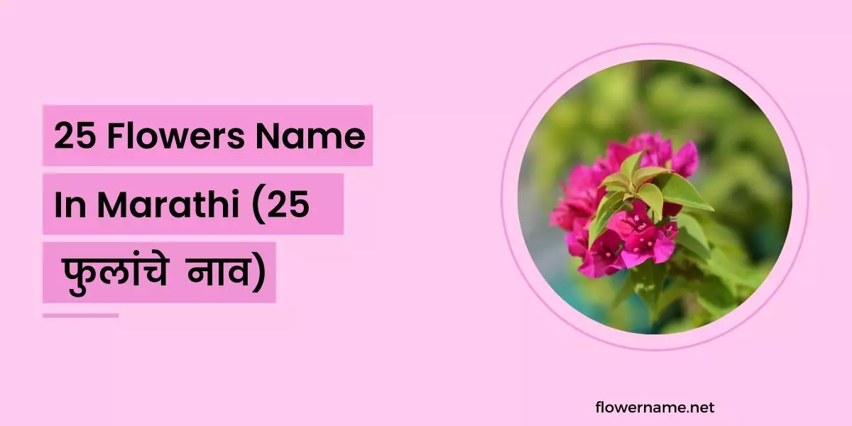 25 Flowers Name In Marathi (25 फुलांचे नाव)