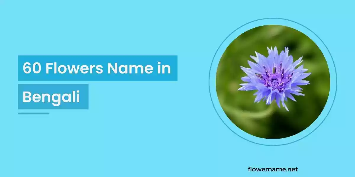 60 Flowers Name in Bengali (বাংলায় 60+ ফুলের নাম) Flower Name