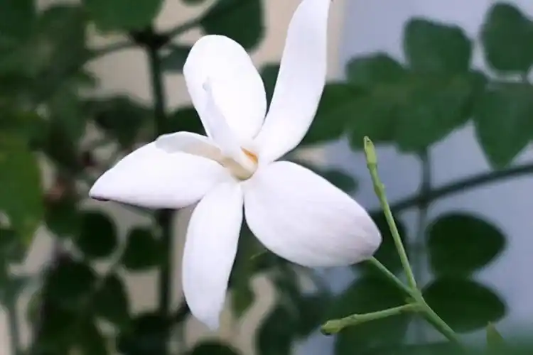 चमेली फूल के प्रकार