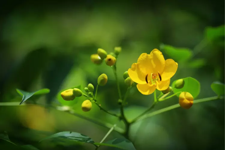सनाय का पौधे के बारे में रोचक तथ्य