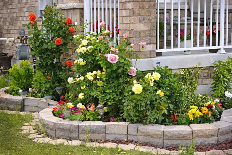 अपने घर में गुलबास का पौधा कैसे उगाएं