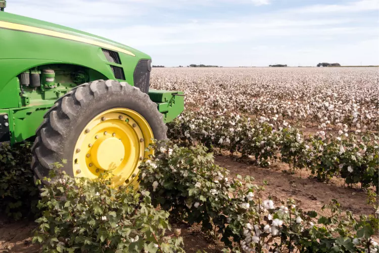 cultivation of cotton plant