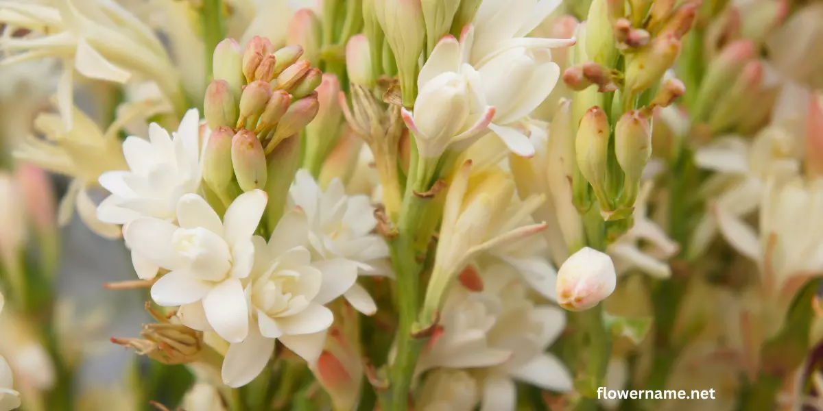 tuberose plant