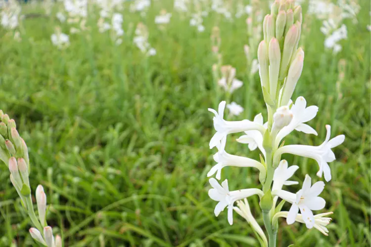 When does Rajnigandha flower bloom