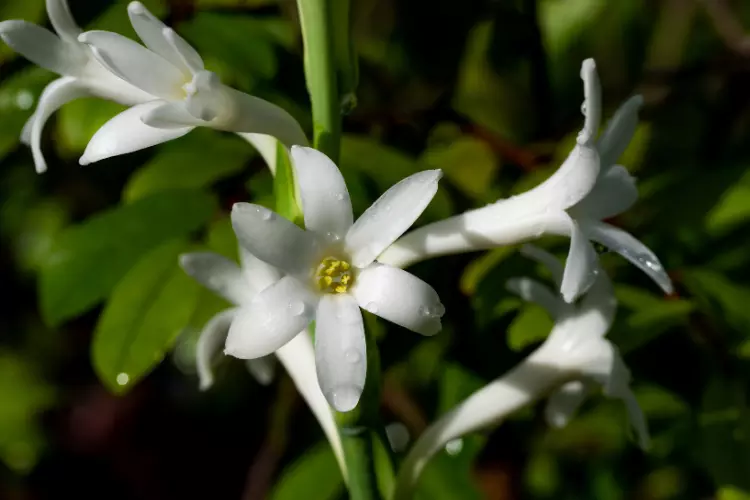 tuberose flower