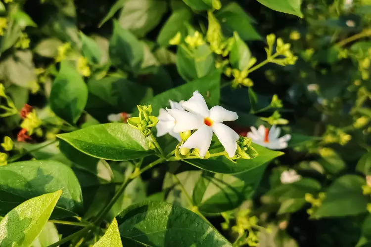 How to identify Night jasmine