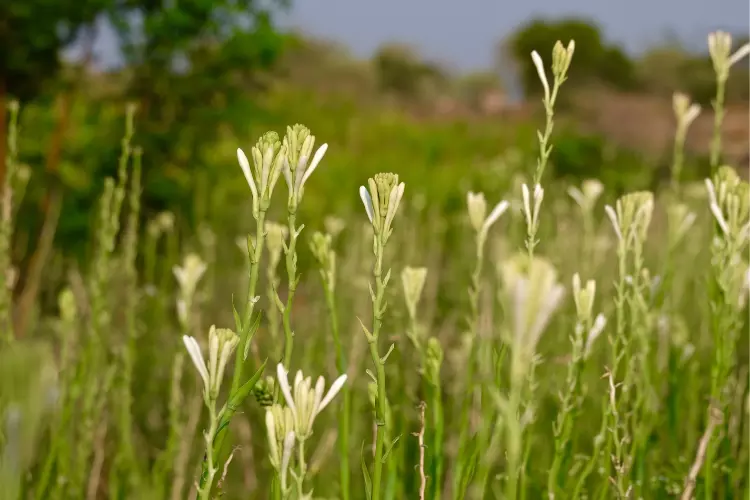 Identification of Tuberose