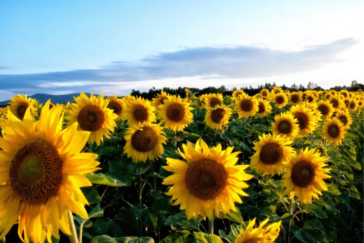 what is a sunflower
