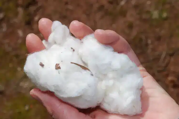advantages of cotton