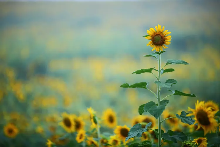 Benefits of planting sunflower