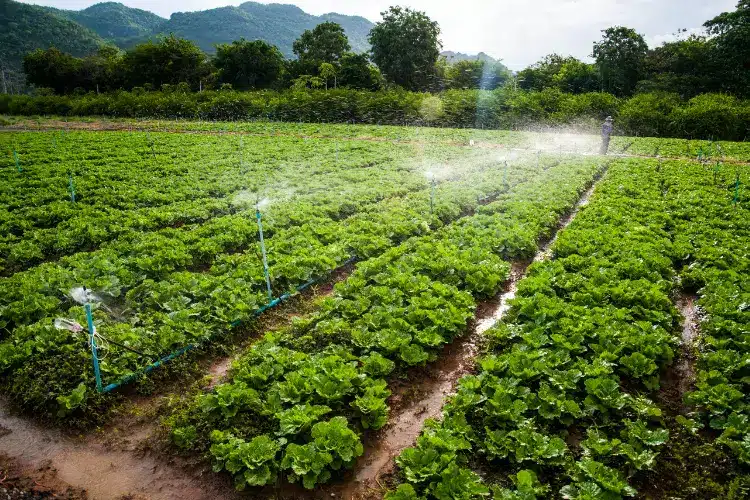 Moringa farming