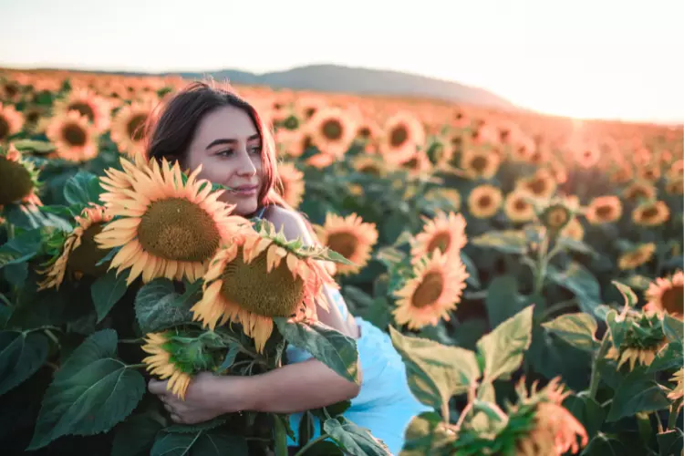 How to take care of a sunflower plant?