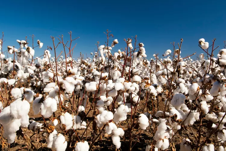 Interesting facts about the cotton plant
