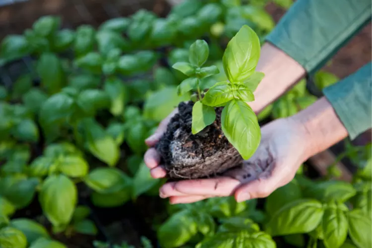 basil plant should be given to someone or not