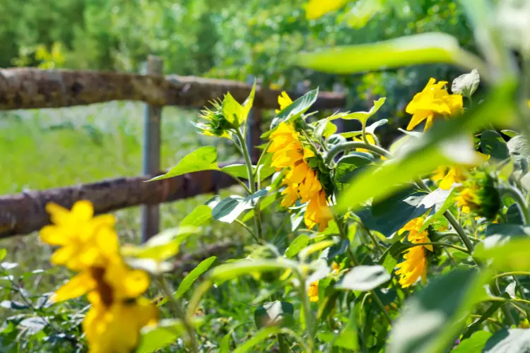 When to plant sunflower, how to plant