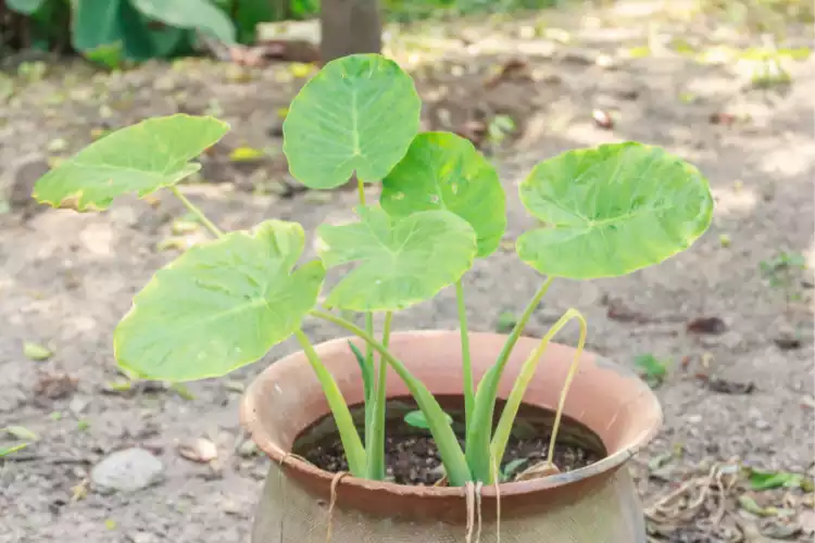 Ways to grow Taro plant at home