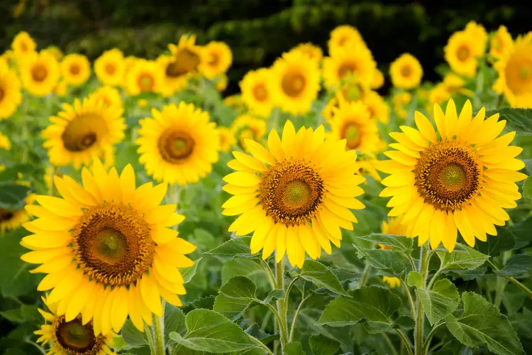 Importance of Sunflower