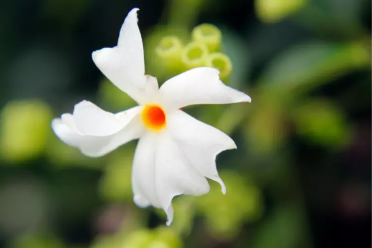 When do flowers come in Night jasmine plant