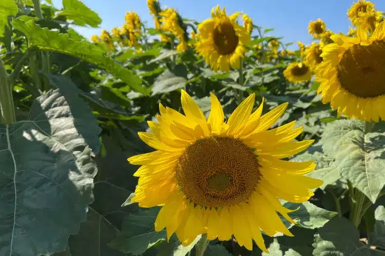 when to plant sunflower