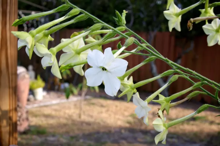 Should Night jasmine plant be planted at home
