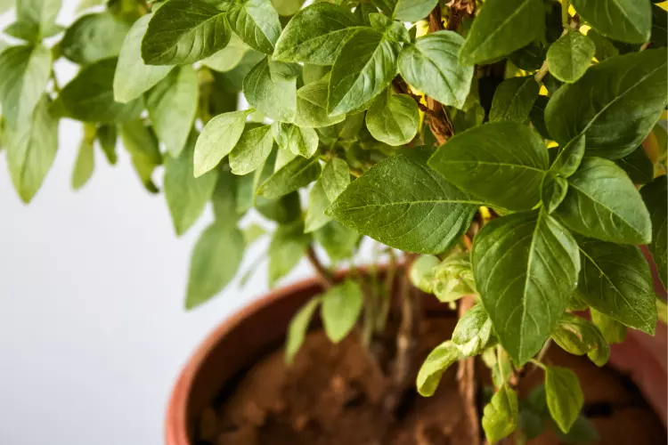 Benefits of Tulsi