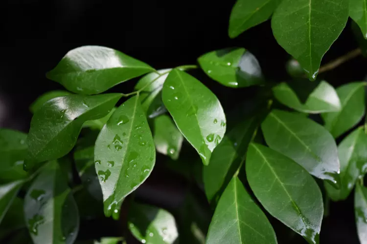 Disadvantages of Night jasmine leaves