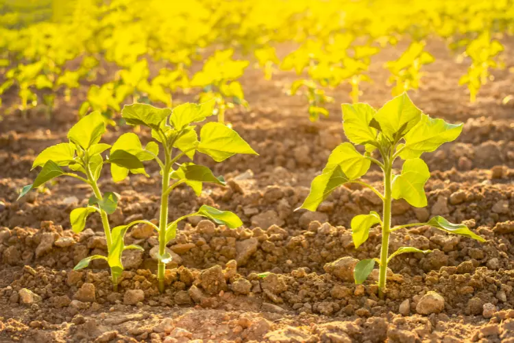 how to grow sunflower in pot