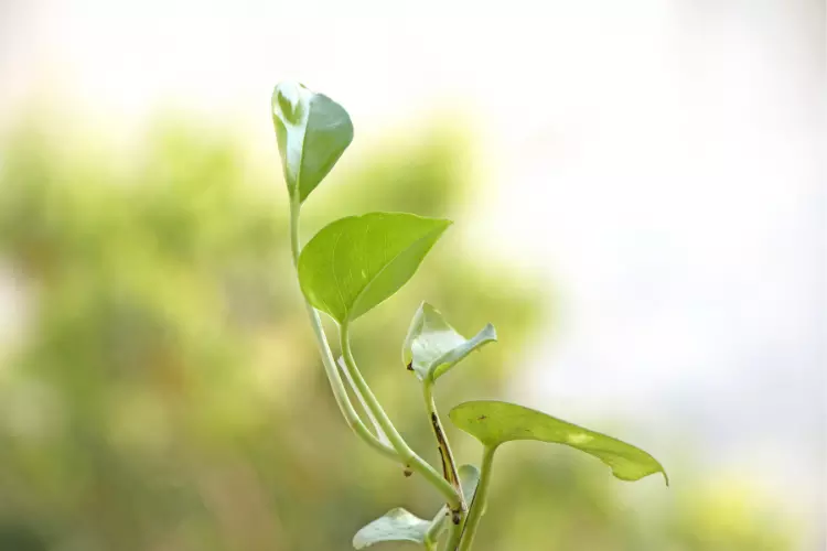 which direction Night jasmine plant should be planted