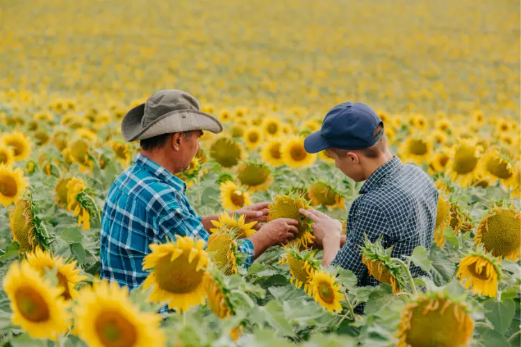 interesting facts about sunflower