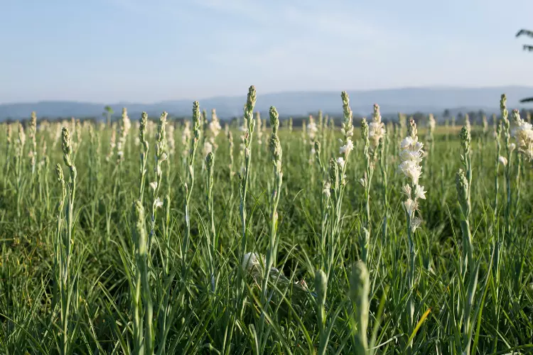 tuberose plant