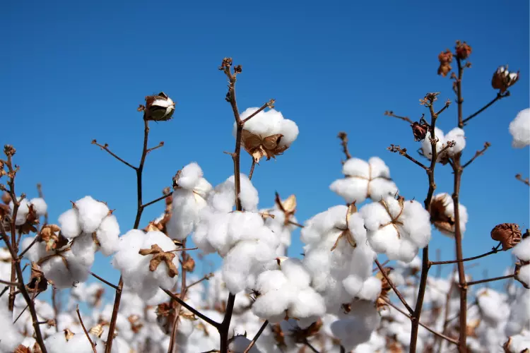 cotton identification