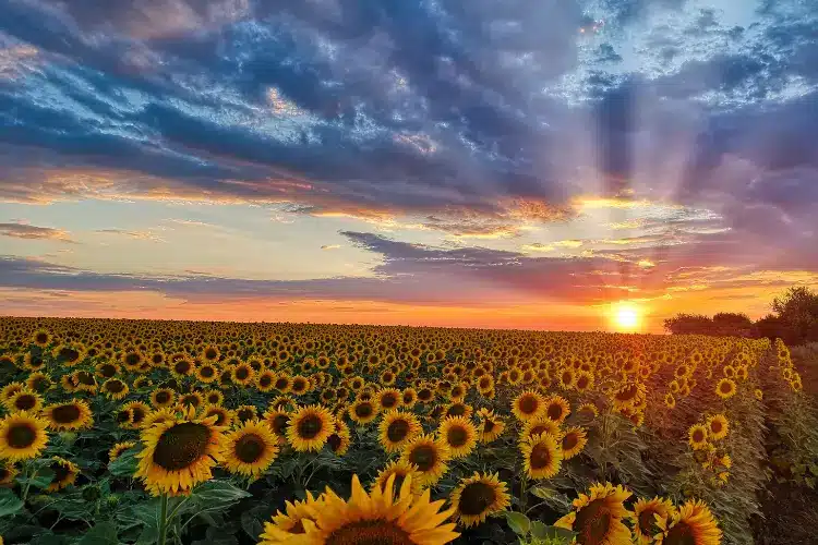 history of sunflower