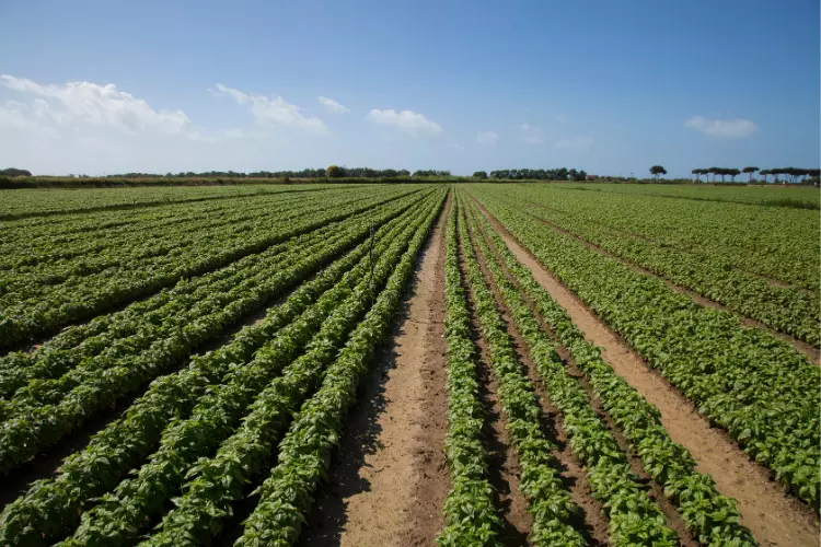 Major production state of basil plant