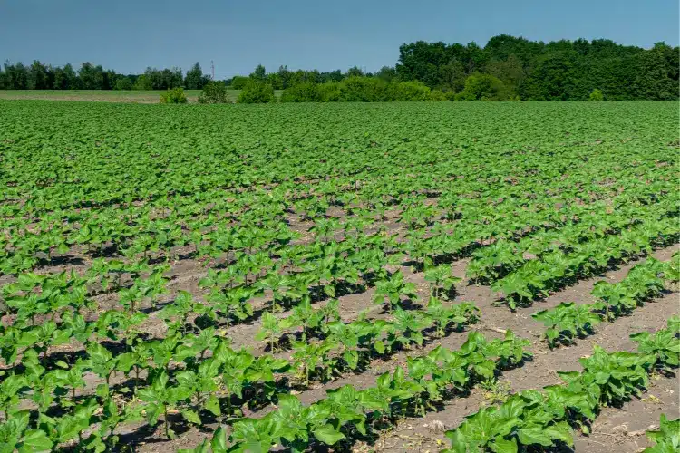 Where is sunflower cultivated