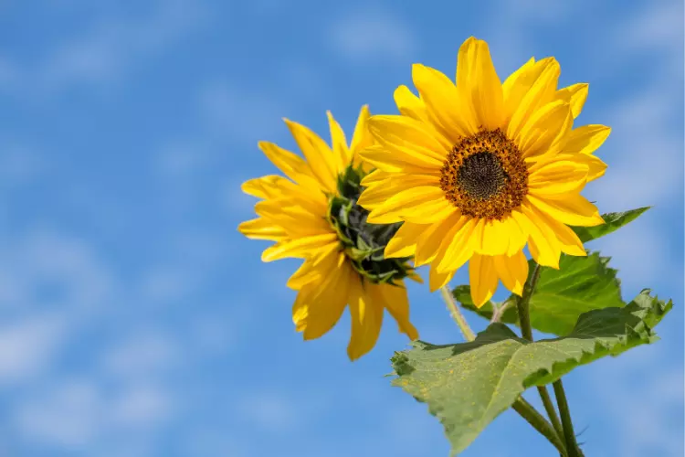 identification of sunflower