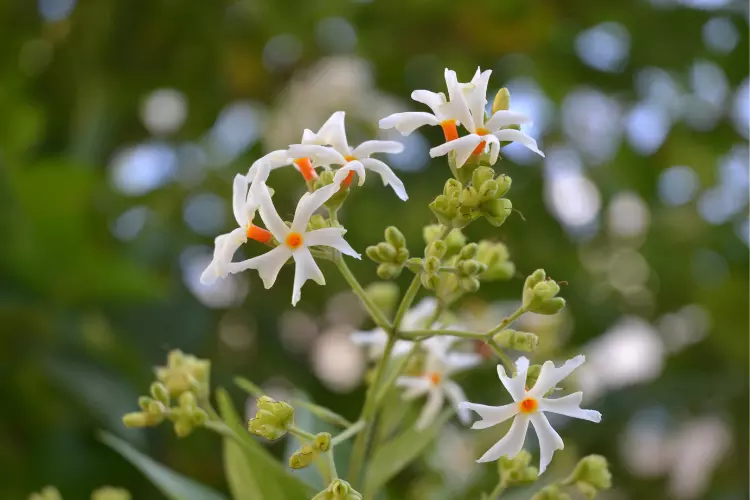 How Is Night Jasmine Plant