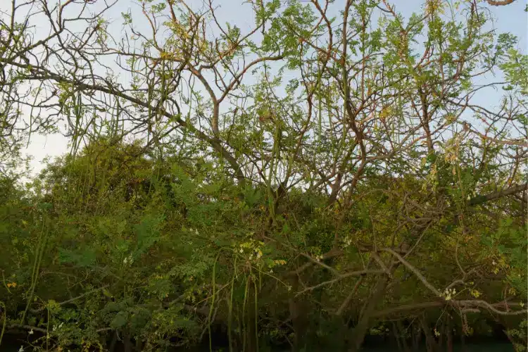 identification of moringa