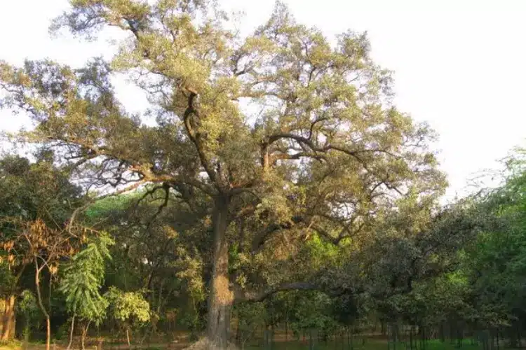 खिरनी का पेड़ कैसा होता है