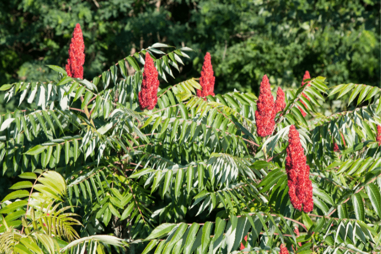 पोइसन समाक