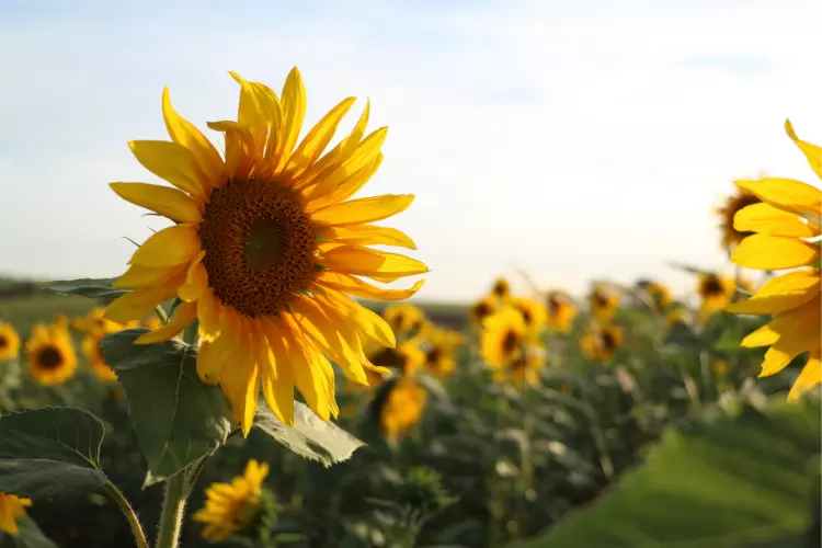 Sunflower Flower Information